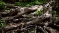 Tree root. Large ornate tree root. Spring flowers sprouted between huge roots