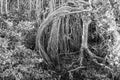 Tree root. Mangrove tree in forest. Tree in mangrove forest with twig root. Banyan or banian plant. Ficus benghalensis or Indian Royalty Free Stock Photo
