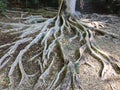 Tree root meandering symmetrically outwards