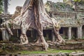Tree root overgrowing parts of ancient Preah Khan Temple at angkor Wat Area in Cambodia Royalty Free Stock Photo