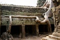 Tree Root Overgrowth - Angkor Thom - Cambodia Royalty Free Stock Photo