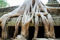Tree Root Overgrowth - Angkor Thom - Cambodia Royalty Free Stock Photo
