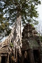 Tree Root Overgrowth - Angkor Thom - Cambodia Royalty Free Stock Photo