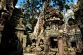 Tree Root Overgrowth - Angkor Thom - Cambodia Royalty Free Stock Photo