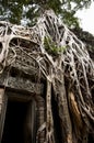 Tree Root Overgrowth - Angkor Thom - Cambodia Royalty Free Stock Photo