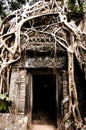 Tree Root Overgrowth - Angkor Thom - Cambodia Royalty Free Stock Photo
