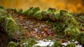 A tree root runs along the ground amongs foliage and, covered in moss and lichens, with a small amount of snow in the foreground