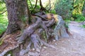 A tree root on the side of a mountain road Royalty Free Stock Photo