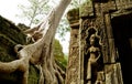 Tree root sit on a ruin ancient building