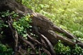 Tree root. Spring flowers in rays of light between huge roots. Large ornate tree root