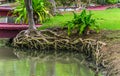 Tree root system Royalty Free Stock Photo