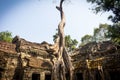Tree root in Ta Phrom temple at Angkor Wat Complex in Siem Reap - Cambodia Royalty Free Stock Photo