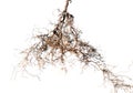 Tree root Royalty Free Stock Photo