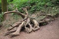 Tree root wood