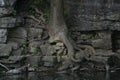 Tree Rooted Into Rocks Along River