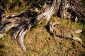 Tree roots Royalty Free Stock Photo