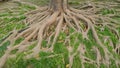 Tree roots Royalty Free Stock Photo