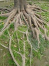Tree roots Royalty Free Stock Photo