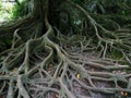 Tree roots Royalty Free Stock Photo