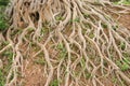 Tree roots