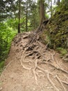 Tree roots