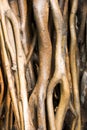 Tree roots Royalty Free Stock Photo