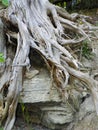 Tree roots along an eroded section of shoreline on Lake Ontario Royalty Free Stock Photo