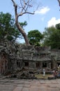 Tree roots and Ancient ruins antique building Prasat Ta Prohm or Ancestor Brahma temple of Angkor Wat for Cambodian people