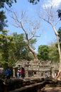 Tree roots and Ancient ruins antique building Prasat Ta Prohm or Ancestor Brahma temple of Angkor Wat for Cambodian people