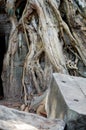 Tree roots and Ancient ruins antique building Prasat Ta Prohm or Ancestor Brahma temple of Angkor Wat for Cambodian people Royalty Free Stock Photo