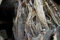 Tree roots and Ancient ruins antique building Prasat Ta Prohm or Ancestor Brahma temple of Angkor Wat for Cambodian people Royalty Free Stock Photo