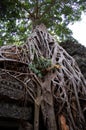 Tree roots and Ancient ruins antique building Prasat Ta Prohm or Ancestor Brahma temple of Angkor Wat for Cambodian people Royalty Free Stock Photo