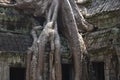 Tree Roots Ancient Ta Prohm Khmer Temple Angkor Wat Siem Reap Cambodia Royalty Free Stock Photo