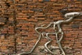 Tree roots on ancient wall