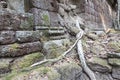 Tree roots in Angkor Thom Royalty Free Stock Photo