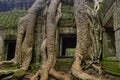 Tree Roots Around Window Royalty Free Stock Photo