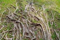 Tree roots background Royalty Free Stock Photo