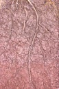 Tree roots background cracked soil drought. Royalty Free Stock Photo