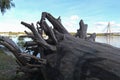 Tree roots on the beach. Logs thrown ashore. After the flood. Root. Roots. roots of a tree thrown on the shore. dry tree Royalty Free Stock Photo