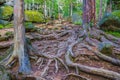 Tree roots and big stones Royalty Free Stock Photo