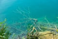 The tree roots and brachs under cristall clean water of Lake Bled