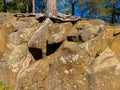 Tree roots break through the rock Royalty Free Stock Photo