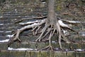 Tree roots clamber mossy stone stairs Royalty Free Stock Photo