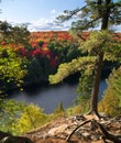 Tree Roots on cliff with autumn forest Algonquin Royalty Free Stock Photo