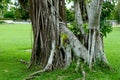 Tree roots hanging from a tree