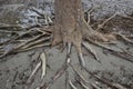 Many tree roots on the beach Royalty Free Stock Photo
