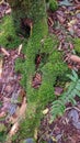 tree roots coming out of the ground and beautiful moss Royalty Free Stock Photo