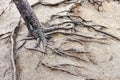 tree with roots coming out of the ground Royalty Free Stock Photo