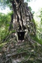 Tree roots cover the temple in Sambor Prei Kuk, Cambodia Royalty Free Stock Photo