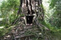 Tree roots cover the temple in Sambor Prei Kuk, Cambodia Royalty Free Stock Photo